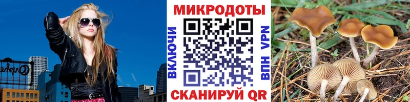 Псилоцибиновые грибы Psilocybe  Славгород 